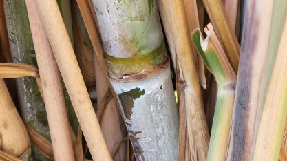 Fertilizante orgânico composto de lodo de esgoto aumenta a eficiência da fertilização de mineral na cultura da cana-de-açúcar