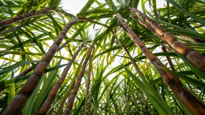 Marcos Fava Neves: 5 pontos para ficar de olho no mercado agro em julho