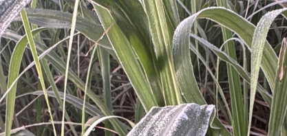 Canaviais enfrentam primeiras geadas do ano. Confira dicas de como deve ser feito o manejo das áreas afetadas