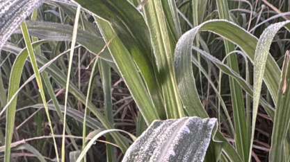 Canaviais enfrentam primeiras geadas do ano. Confira dicas de como deve ser feito o manejo das áreas afetadas