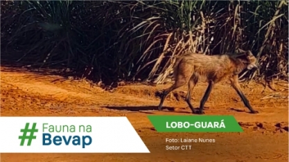 Você sabia que na Bevap existe o Lobo-Guará?
