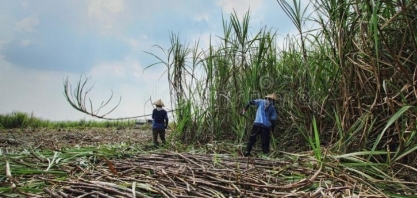 Indonésia estima produção de 2,75 milhões de toneladas de açúcar branco em 2025
