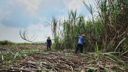 Indonésia estima produção de 2,75 milhões de toneladas de açúcar branco em 2025