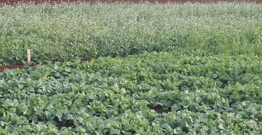 Área com mix de sementes para rotação de cultura, uma das atrações do Cana Show-IAC2025