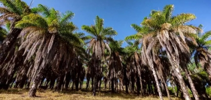 Acelen Renováveis e Esalq completam mapeamento genético da macaúba