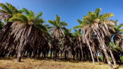 Acelen Renováveis e Esalq completam mapeamento genético da macaúba