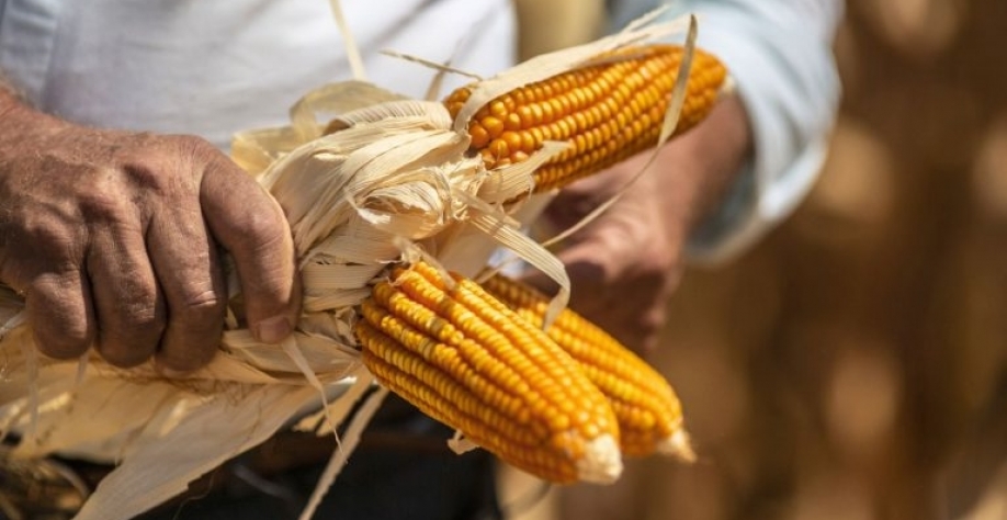 Produtores do Getap alcançaram média de produtividade de 257 sacas por hectare. Gettyimages
