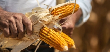 “Etanol já superou a suinocultura como o terceiro maior consumidor de milho”, Diz Anderson Galvão