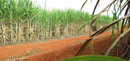 Safra asiática derruba preço do açúcar e ritmo de moagem pressiona etanol no Brasil