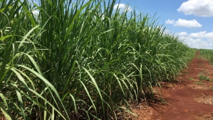 Tailândia prevê mais produção de açúcar após aumento de 17,6% este ano
