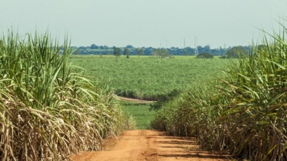Trump taxa produtos do Brasil em 50% e expõe setores do agronegócio