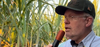 Seleção criteriosa de variedades garante produtividade e longevidade no canavial