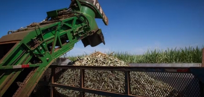 Açúcar recua 3% em Nova York mesmo com queda na produção do Brasil
