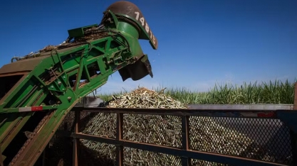 Açúcar recua 3% em Nova York mesmo com queda na produção do Brasil