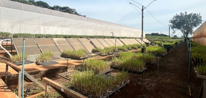 Estudantes da PUC-Campinas vivenciam na prática a inovação na cana-de-açúcar em visita ao IAC