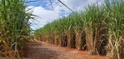 Técnicos da Conab coletam dados sobre cana-de-açúcar junto às usinas sucroalcooleiras