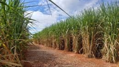 Técnicos da Conab coletam dados sobre cana-de-açúcar junto às usinas sucroalcooleiras