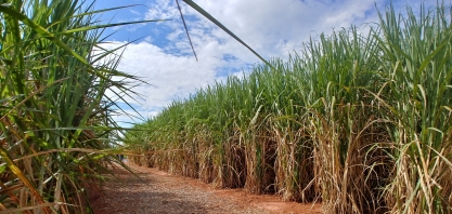 Gesto político de Trump trará muitas consequências ao agro brasileiro, diz analista