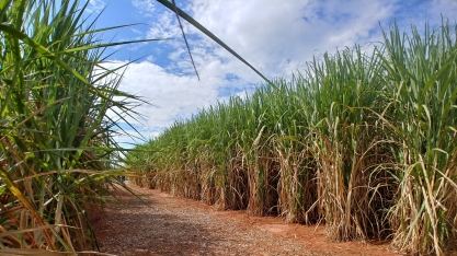 Gesto político de Trump trará muitas consequências ao agro brasileiro, diz analista