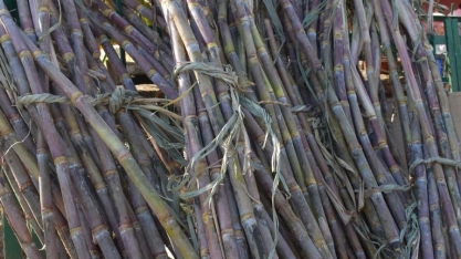 ORPLANA apura preço médio do ATR de junho em R$ 1,2795/kg
