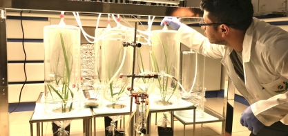 Estudo sobre fungo entomatopatogênico pode melhorar defesas da cana-de-açúcar