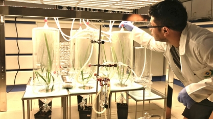 Estudo sobre fungo entomatopatogênico pode melhorar defesas da cana-de-açúcar