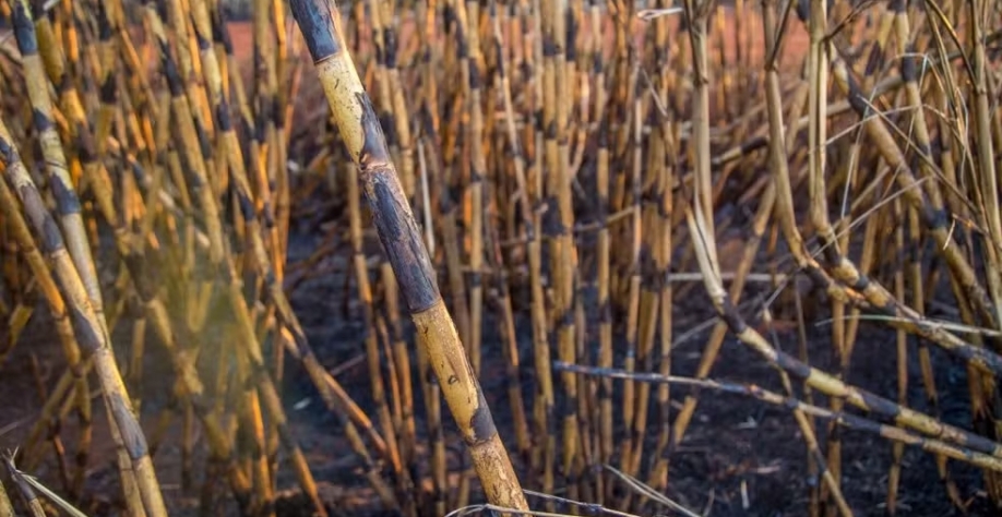 Queima da palha da cana está proibida durante o dia em SP — Foto: Divulgação/Semil-SP