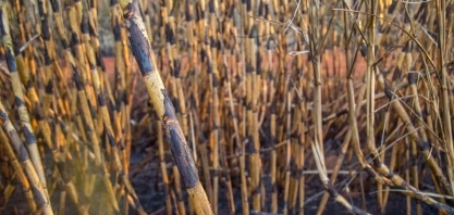 Queima da palha da cana está proibida durante o dia em SP