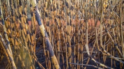 Queima da palha da cana está proibida durante o dia em SP