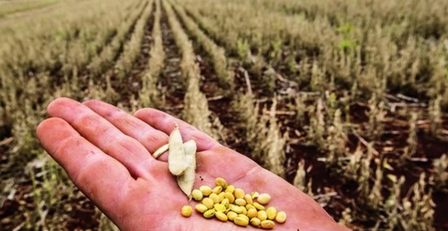 “A contratação de seguro para a safra de verão está pífia”, diz Rodrigo Motroni — Foto: Globo Rural