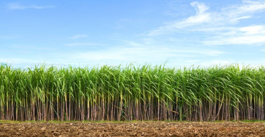 A pesquisa ressalta a relevância da cana-de-açúcar para a mitigação de GEE