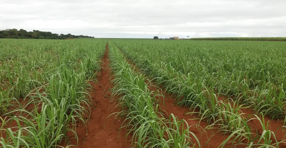 Desafio do futuro do setor será lidar com condições climáticas mais desafiadoras em uma sociedade que cresce sem freios. Foto: Arquivo CanaOnline