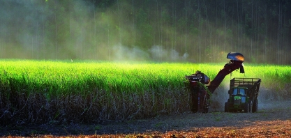 Chuvas impactam colheita e moagem atinge 38,78 mi de toneladas na 1ª quinzena de junho