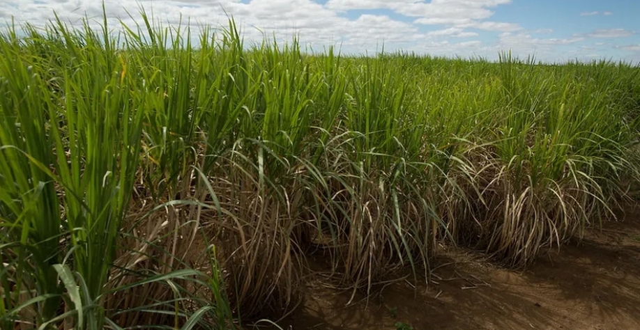 Somente no mês de junho, a produtividade da cana-de-açúcar caiu 10,5%, para 79,5 toneladas de cana-de-açúcar por hectare — Foto: Wenderson Araujo/CNA