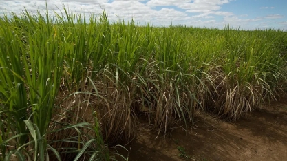 Produtividade menor dos canaviais derruba produção de açúcar por hectare, diz CTC