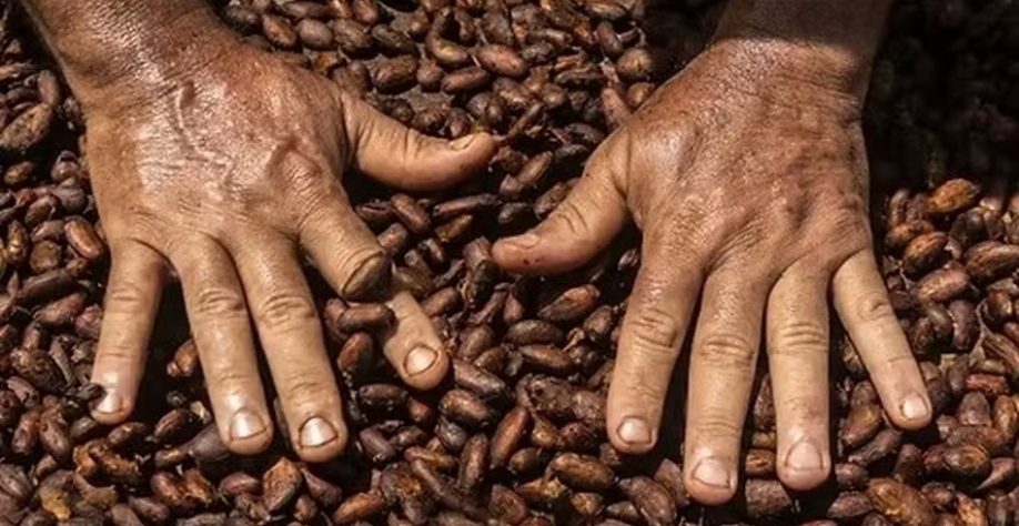 A moagem e os estoques globais de cacau são fatores que preocupam o mercado — Foto: Mágio Chocolates/Divulgação