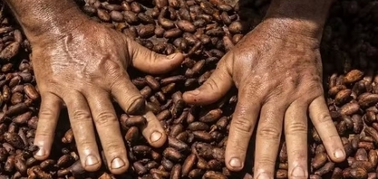 Cacau sobe quase 2% na bolsa de Nova York devido a temor de oferta restrita; açúcar também sobe