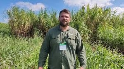 Mixes de plantas de cobertura promovem diversos benefícios para os canaviais