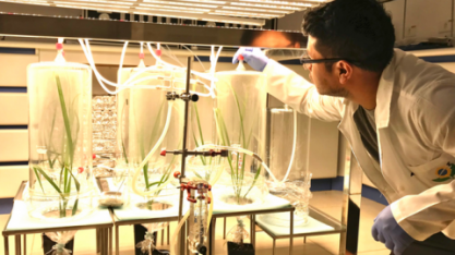 Fungo funciona como “vacina verde” e fortalece defesa natural da cana-de-açúcar