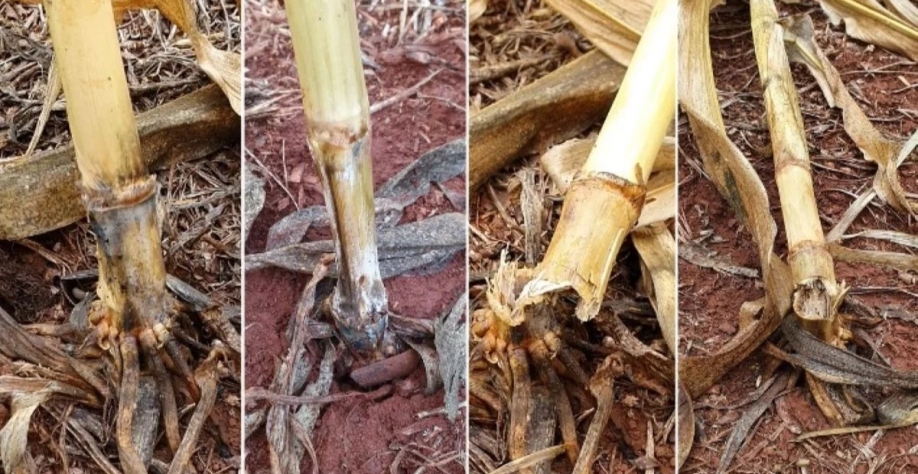 Produto pode ser aplicado para diversos tipos de fungos | Foto: Embrapa/Divulgação