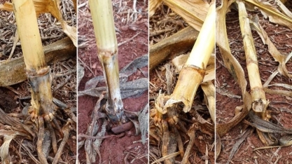 Embrapa lança biofungicida para vários tipos de podridão