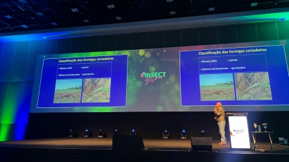 Pragas discretas, danos profundos: pulgões, saúvas e lagarta-elásmo desafiam a produção de cana-de-açúcar