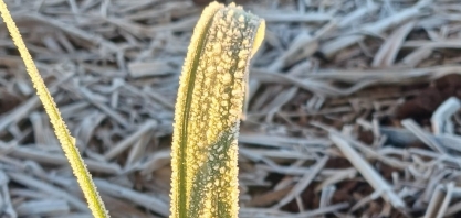 Onda de geada expõe fragilidades da safra 2025/26 e acende alerta para o ciclo 2026/27 da cana-de-açúcar