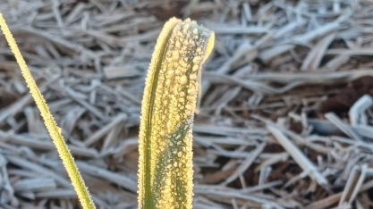 Onda de geada expõe fragilidades da safra 2025/26 e acende alerta para o ciclo 2026/27 da cana-de-açúcar