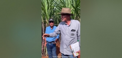 Foco dos Dias de Campo está na avaliação da nutrição e do desenvolvimento do canavial