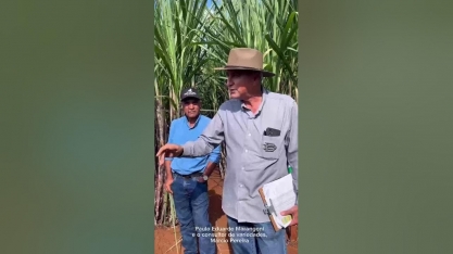 Foco dos Dias de Campo está na avaliação da nutrição e do desenvolvimento do canavial