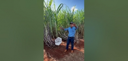 IACSP95-5094 foi destaque no 4o Dia de Campo da Agropecuária Barreiro Diamante
