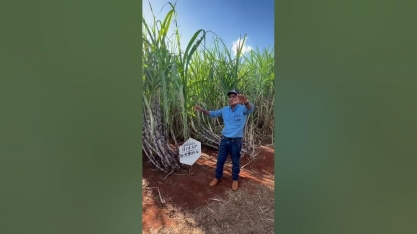 IACSP95-5094 foi destaque no 4o Dia de Campo da Agropecuária Barreiro Diamante