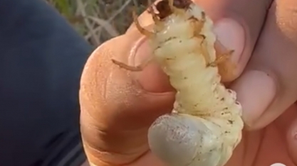 Pão-de-Galinha deixa de ser praga secundária e preocupa unidades da BP Bionergy em Goiás