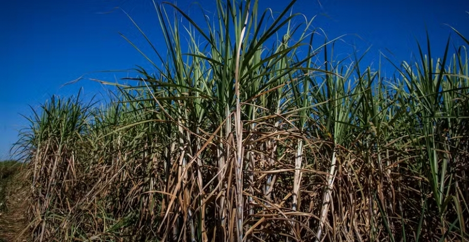 As maiores plantações da Agroterenas são as de cana-de-açúcar, com 90 mil hectares, e produção média de 6,5 milhões de toneladas por ano — Foto: Wenderson Araújo/CNA